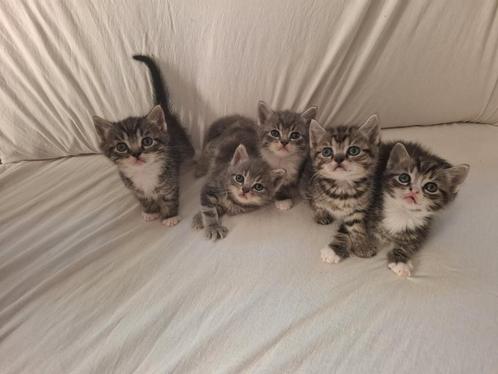 Half Ragdoll kittens tekoop, Dieren en Toebehoren, Katten en Kittens | Overige Katten, Meerdere dieren