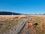 Vizsla reu 9 maanden, Dieren en Toebehoren, Rabiës (hondsdolheid), 15 weken tot 1 jaar, Reu, Eén hond