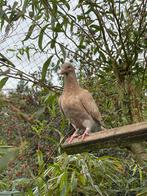 Kleurpostduiven in verschillende kleuren, Dieren en Toebehoren, Vogels | Duiven, Geslacht onbekend, Overige soorten