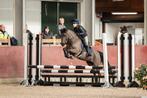 Zadelmak maken of klasseren van uw pony, Diensten en Vakmensen, Dieren | Paarden | Verzorging, Oppas en Les, Paardrijles of Ponykampen