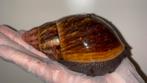Archachatina marginata Suturalis Benin, Dieren en Toebehoren, Reptielen en Amfibieën, Overige soorten, Tam, 3 tot 6 jaar