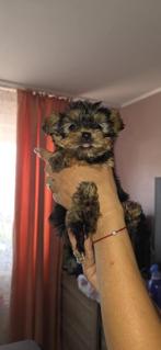 Yorkshire Terrier ultra mini, Dieren en Toebehoren, Honden | Jack Russells en Terriërs, Yorkshire Terriër, CDV (hondenziekte)