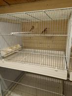 Parva putters 2024, Dieren en Toebehoren, Vogels | Overige Vogels, Meerdere dieren, Wildzangvogel, Geringd