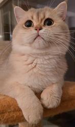 Prachtige Britse kater Rich British Blue Golden Chinchi, Dieren en Toebehoren, Katten en Kittens | Raskatten | Korthaar, Kater