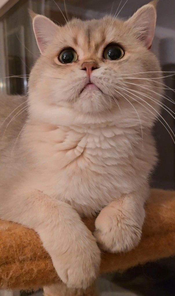 Prachtige Britse kater Rich British Blue Golden Chinchi, Dieren en Toebehoren, Katten en Kittens | Raskatten | Korthaar, Kater