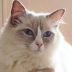 Ragdoll poes noah zoekt een gouden mandje eind van het jaar!, Poes