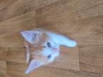 Kittens, Dieren en Toebehoren, Poes, 0 tot 2 jaar