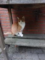 Kater  gratis, Dieren en Toebehoren, Katten en Kittens | Overige Katten, Kater, Kortharig, 0 tot 2 jaar