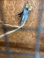 1-1 valkparkieten, Dieren en Toebehoren, Vogels | Parkieten en Papegaaien, Meerdere dieren, Parkiet