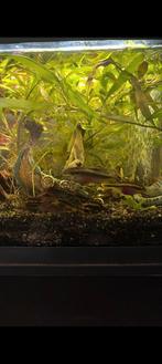 Koppel kersenbuikjes met jonge ,1.5 maand oud, Dieren en Toebehoren, Vissen | Aquariumvissen, Vis
