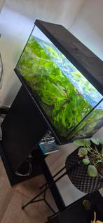 Aquarium + meubel, Dieren en Toebehoren, Ophalen, Zo goed als nieuw, Gevuld zoetwateraquarium