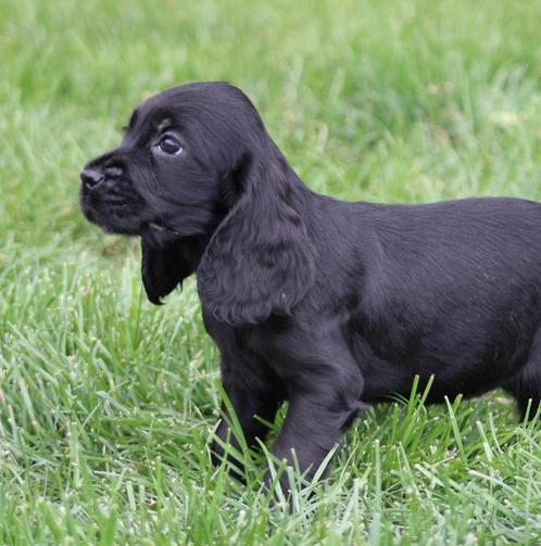 Engelse Cocker pup, Dieren en Toebehoren, Honden | Retrievers, Spaniëls en Waterhonden, Teef, Spaniël, Fokker | Professioneel