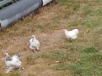 Cochin krieltjes, Dieren en Toebehoren, Pluimvee, Meerdere dieren, Kip