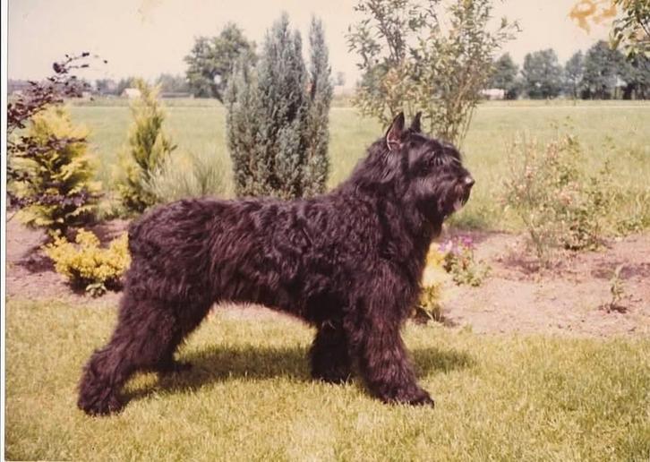 GEZOCHT Bouvier pup met natuurlijke kortstaart, Dieren en Toebehoren, Honden | Herdershonden en Veedrijvers, Geslacht onbekend