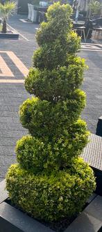 2 buxus spiralen +/- 150 hoog, Bloeit niet, Overige soorten, Minder dan 100 cm, Ophalen