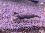 Red Onyx Neo caridina garnalen, Dieren en Toebehoren, Vissen | Aquariumvissen, Kreeft, Krab of Garnaal