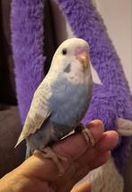 Lief Jong parkietje om tam te maken, Dieren en Toebehoren, Geslacht onbekend, Parkiet, Tam