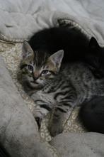 Kitten, Geslacht onbekend, Kortharig, 0 tot 2 jaar