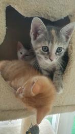 Europees korthaar kittens, Dieren en Toebehoren, Katten en Kittens | Overige Katten, Meerdere dieren