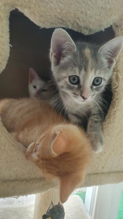 Europees korthaar kittens, Dieren en Toebehoren, Katten en Kittens | Overige Katten, Meerdere dieren