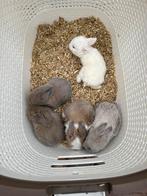 Prachtig lieve minilop konijntjes, Dieren en Toebehoren, Konijnen, Meerdere dieren, Dwerg