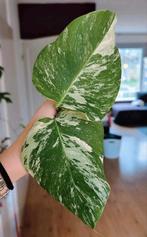 Monstera variegata kopstek, Huis en Inrichting, Kamerplanten, Ophalen, Halfschaduw, Minder dan 100 cm