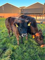 2 mooie parthenaise vaarsen, Dieren en Toebehoren, Runderen, Vrouwelijk