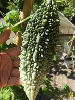 Biologische Bitter meloen / Sopropo plantjes te koop, Tuin en Terras, Planten | Tuinplanten, Ophalen, Volle zon, Groenteplanten