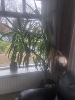 Yucca te koop, Yucca, Ophalen