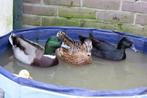 + Leuk Koppel Jonge Kwakers/Smaragd Eend 1x Woerd 2x Eend +, Dieren en Toebehoren, Pluimvee, Meerdere dieren, Eend