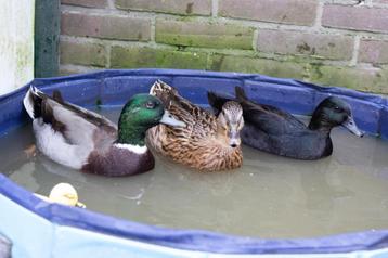 + Leuk Koppel Jonge Kwakers/Smaragd Eend 1x Woerd 2x Eend + beschikbaar voor biedingen