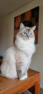 Te verwachten Ragdoll kittens, Meerdere dieren, Met stamboom