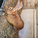 gele Vlaamse reus, Dieren en Toebehoren, Konijnen, Mannelijk, Groot, 0 tot 2 jaar