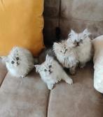 Mooie Brits langhaar kittens!! Nog 2 katertjes.!!!, Dieren en Toebehoren, Katten en Kittens | Raskatten | Langhaar, Meerdere dieren