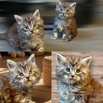 Maine Coon kittens, Meerdere dieren, Met stamboom, 0 tot 2 jaar