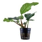 anubias barteri €5,95, ., Overige typen, Nieuw, Ophalen of Verzenden