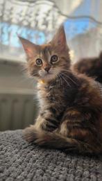 Maincoon kittens, Meerdere dieren