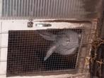 Chinchilla vlaamse reus voedster, Dieren en Toebehoren, Konijnen, Vrouwelijk, Groot, 0 tot 2 jaar