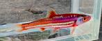 Regenboog Elrits. Rainbow Shiner., Dieren en Toebehoren, Overige soorten