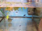 jonge black mollies, Dieren en Toebehoren, Vissen | Aquariumvissen, Vis, Zoetwatervis, Schoolvis