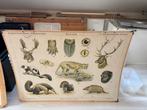 Schoolplaat Noord-Amerikaanse Woudbewoners, Antiek en Kunst, Antiek | Schoolplaten, Ophalen, Natuur en Biologie