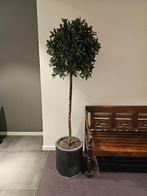 6x Kunstplant laurierblad met pot beschikbaar, Huis en Inrichting, Ophalen, Zo goed als nieuw, Binnen