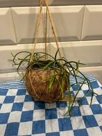 Mooie Rhipsalis koraal cactus hangplant 4 euro., Ophalen, Cactus, Minder dan 100 cm