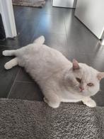 Britse korthaar haar