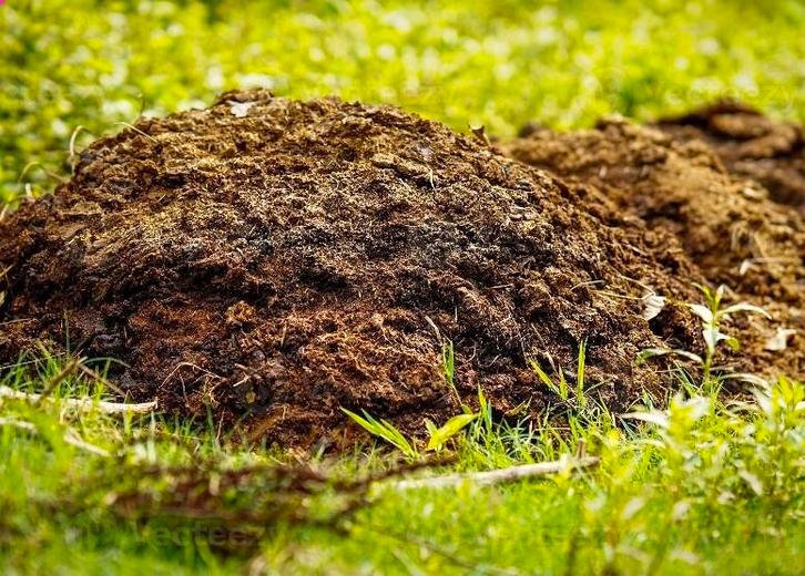 Biologische Koemest - Natuurlijke Tuinvoeding, Tuin en Terras, Aarde en Mest, Mest, Ophalen