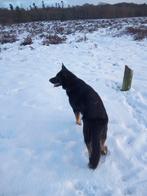Duitse herder, Reu, Eén hond, 3 tot 5 jaar, Nederland
