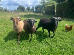 Skudde schapen - rammen, Dieren en Toebehoren, Schapen, Geiten en Varkens, Mannelijk, Schaap, 0 tot 2 jaar