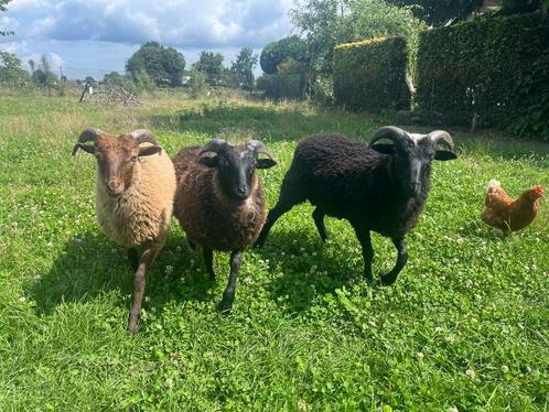 Skudde schapen - rammen, Dieren en Toebehoren, Schapen, Geiten en Varkens, Schaap, Mannelijk, 0 tot 2 jaar