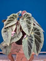 Begonia Burkillii Silver Edge Form p14 (1)