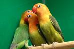Agapornissen ruime keus., Dieren en Toebehoren, Meerdere dieren, Dwergpapegaai of Agapornis